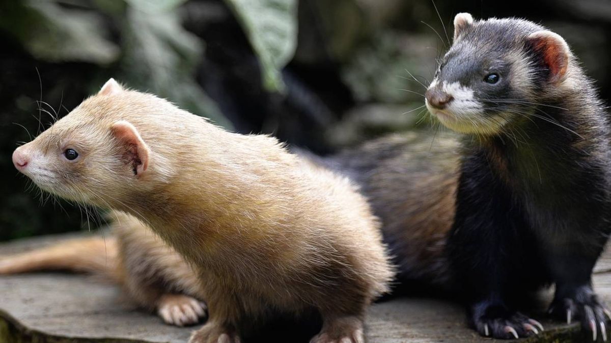 Alimentos prohibidos para los hurones: Cuidados