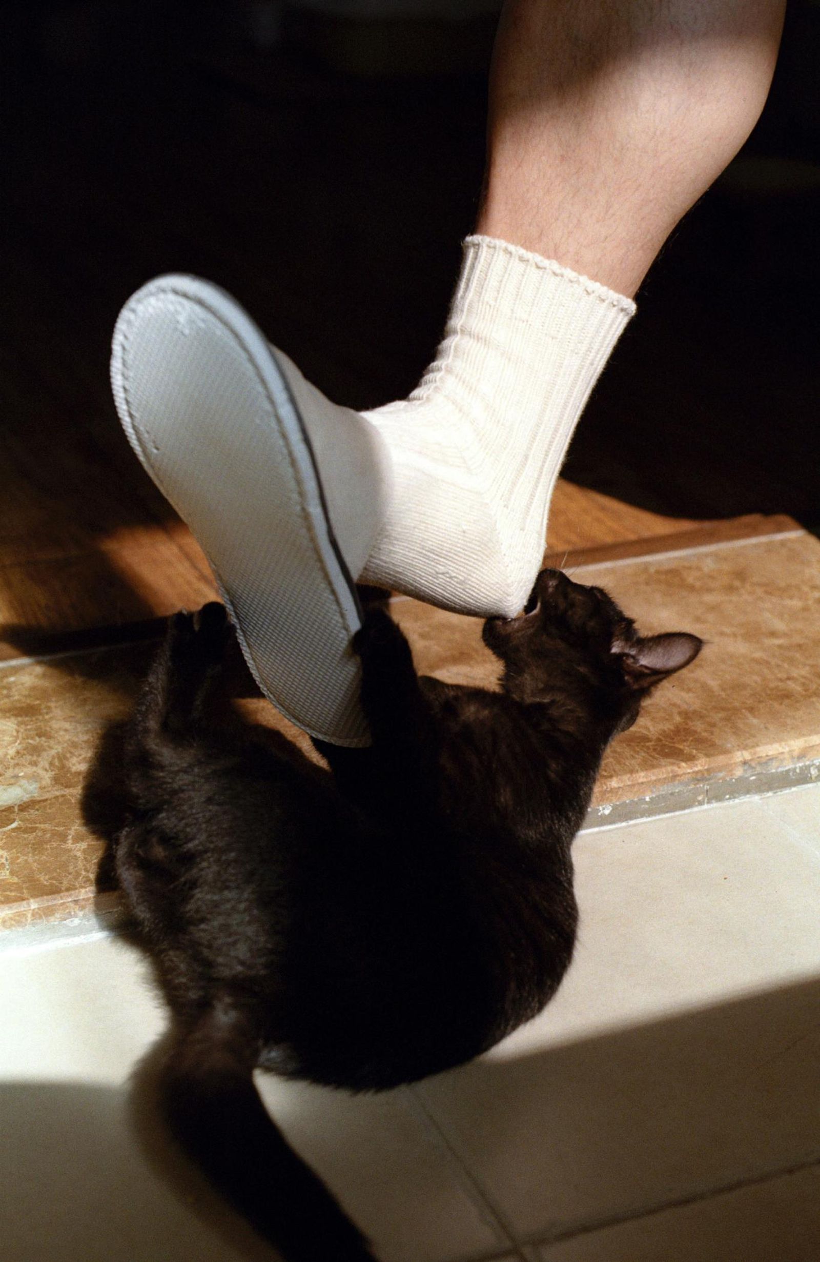 Los gatos suelen darnos un mordisco en las piernas o lo pies recién salidos de la ducha. Los gatos suelen darnos un mordisco en las piernas o lo pies recién salidos de la ducha.