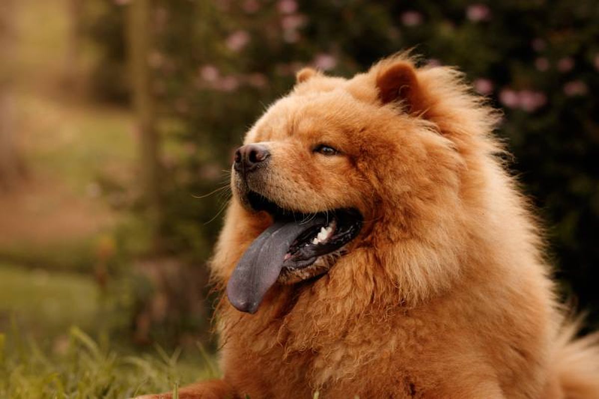 La raza de perro Chow Chow tiene su origen  en el Norte de China.