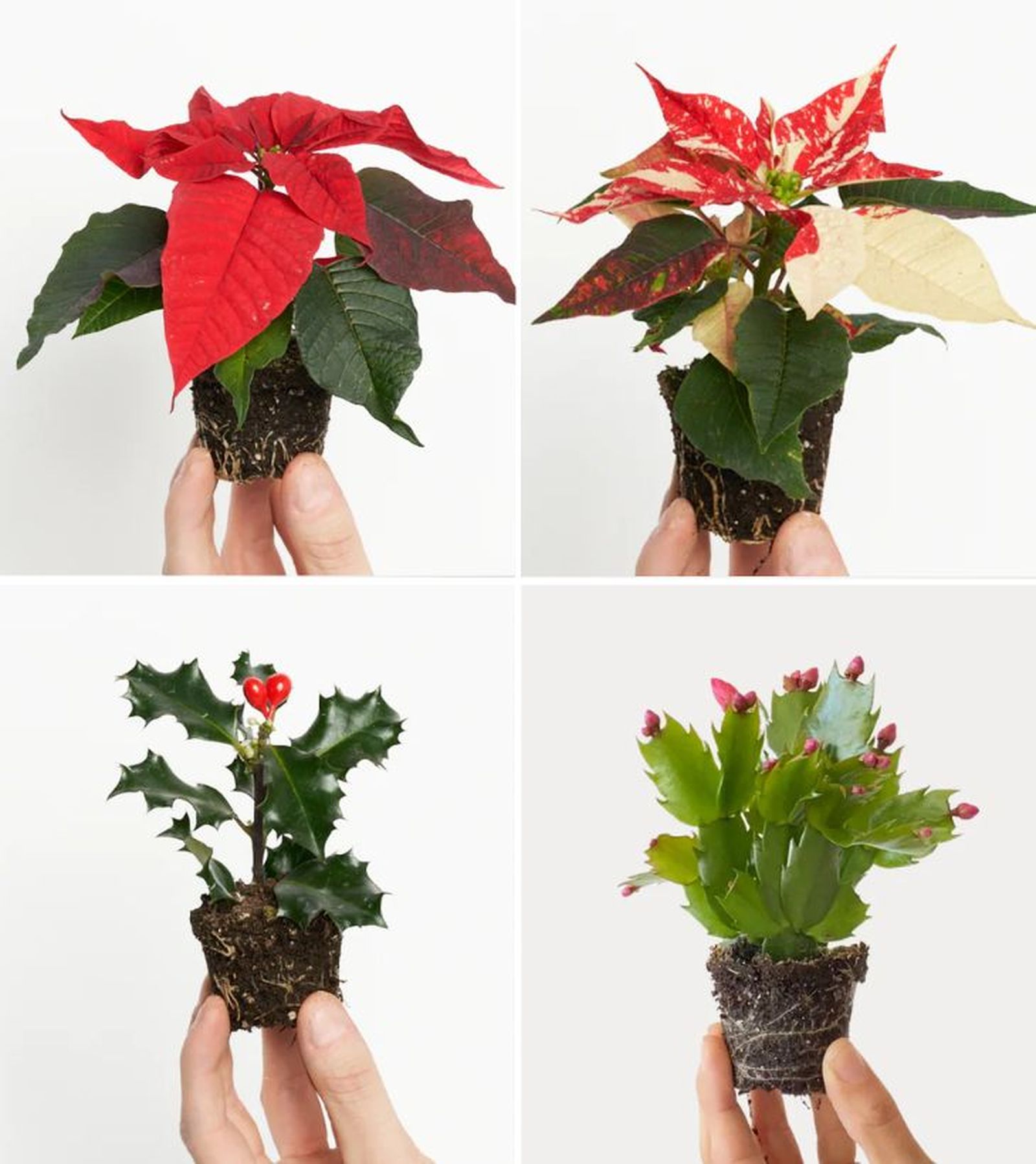 poinsettia rojo poinsettia variegada acebo cactus navidas purplant poinsettia rojo poinsettia variegada acebo cactus navidas purplant