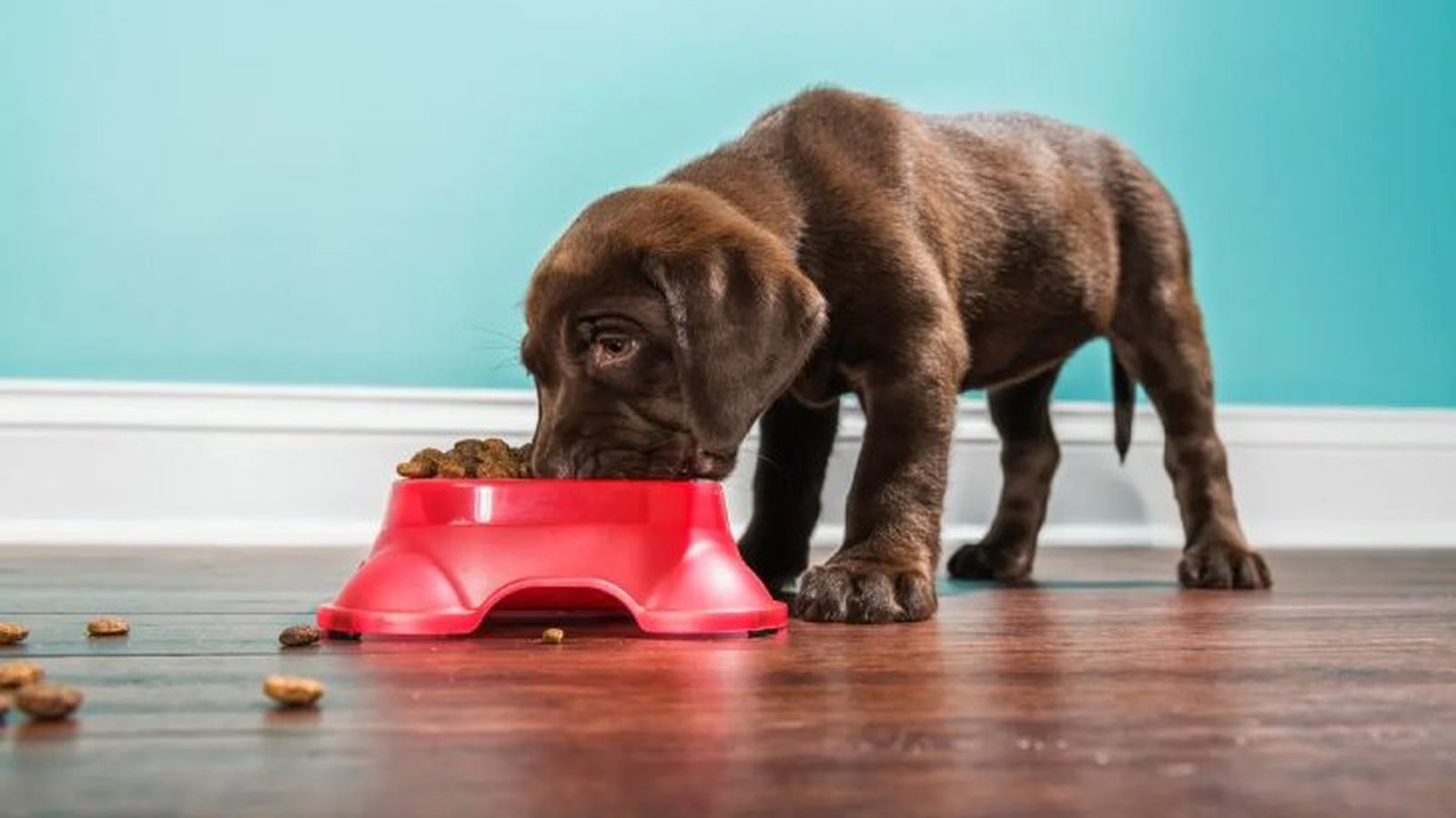 comederos para perros 1