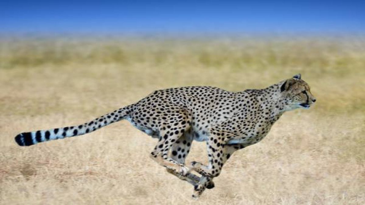 guepardo (1)