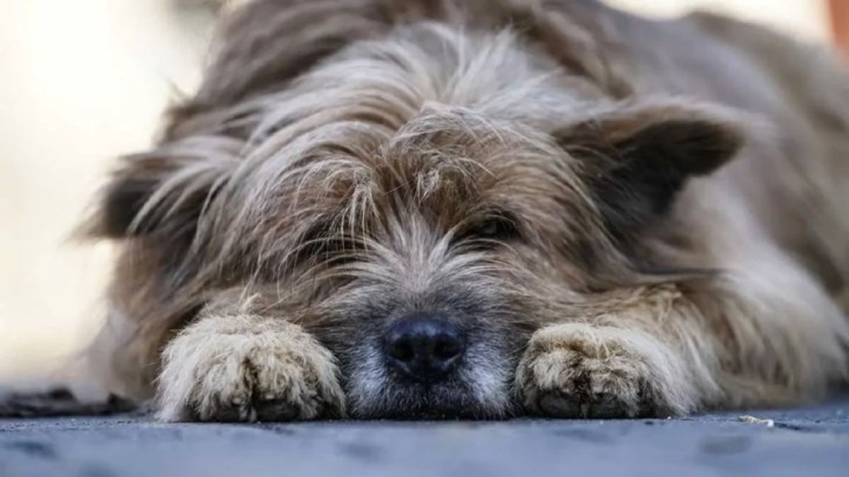 parvovirosis canina 2