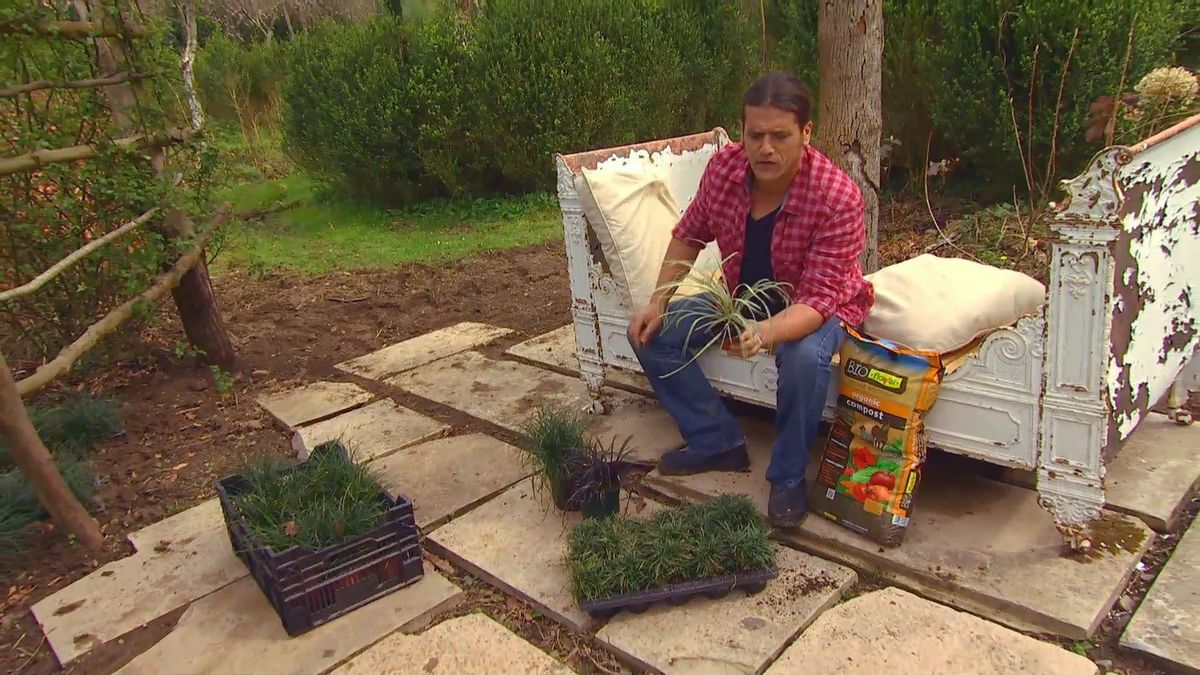 deco 0652 jardineria reverdecer camino losetas ophiopogon variegata