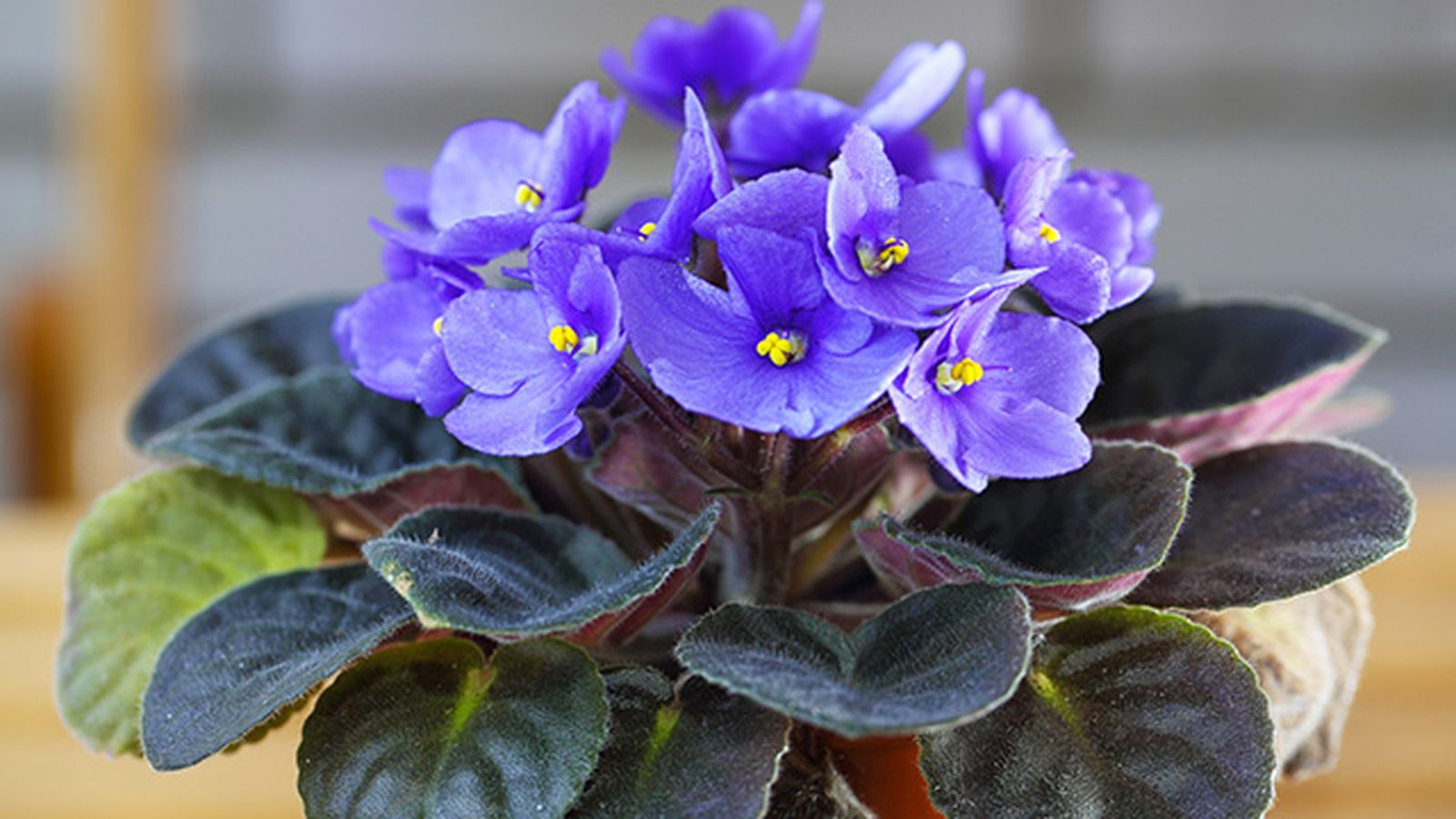 hojas de la violeta africana