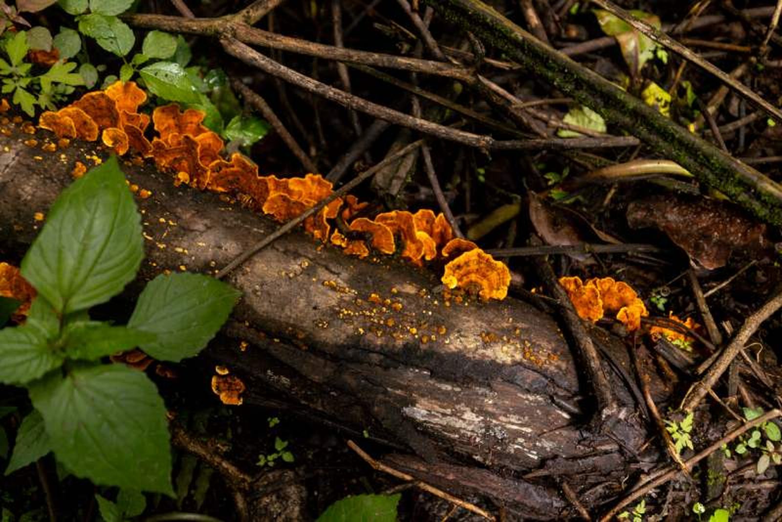 Los hongos saprófitos, como Ganoderma y Polyporus, descomponen materia orgánica muerta, ayudando a reciclar nutrientes en los ecosistemas. Los hongos saprófitos, como Ganoderma y Polyporus, descomponen materia orgánica muerta, ayudando a reciclar nutrientes en los ecosistemas.