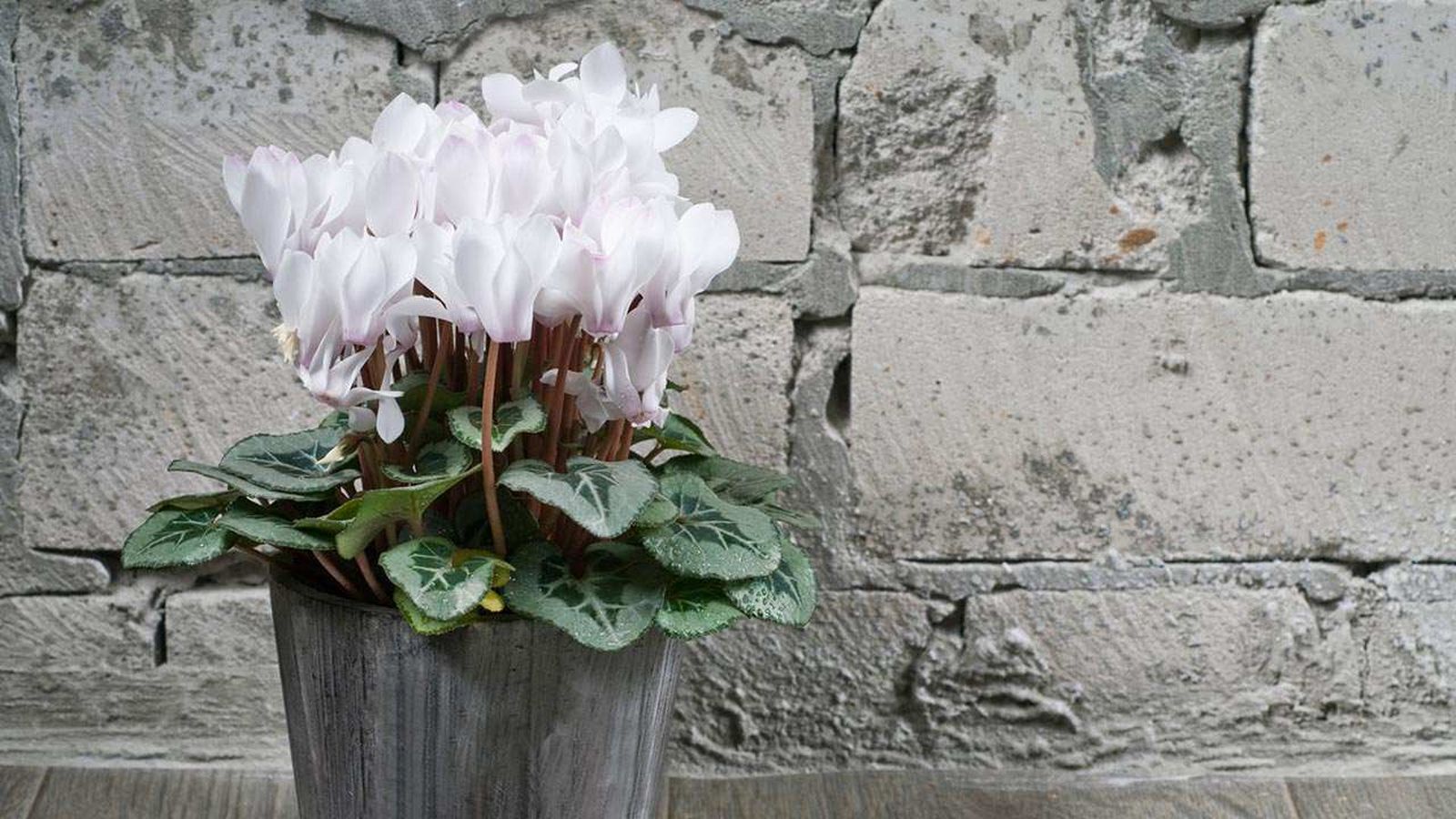 Planta ciclamen