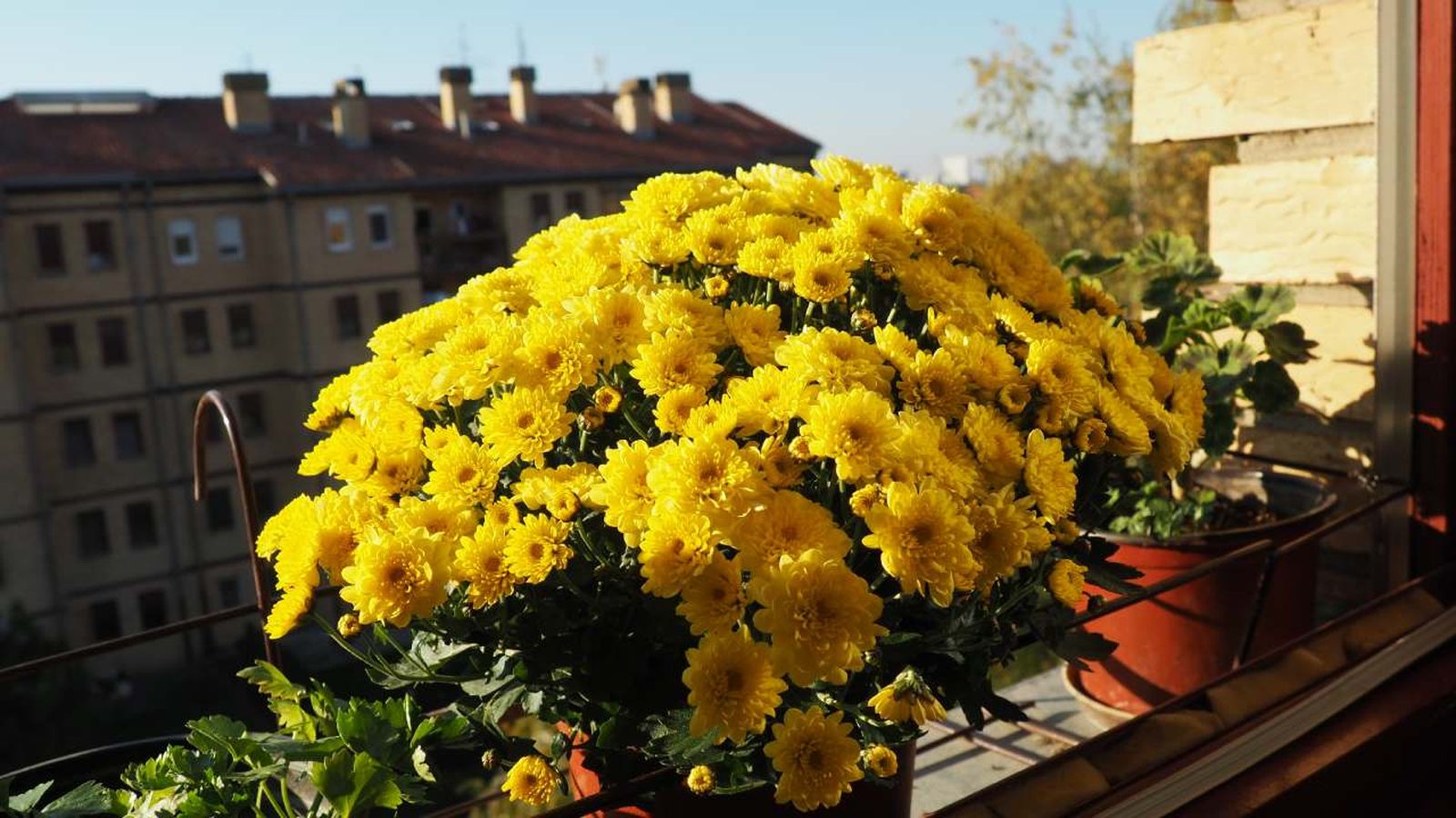 Disfruta de tu balcón lleno de flores este otoño