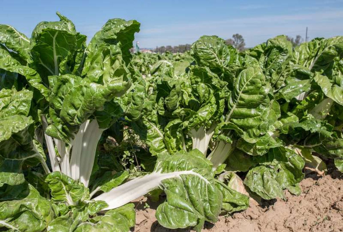 Acelgas en el huerto