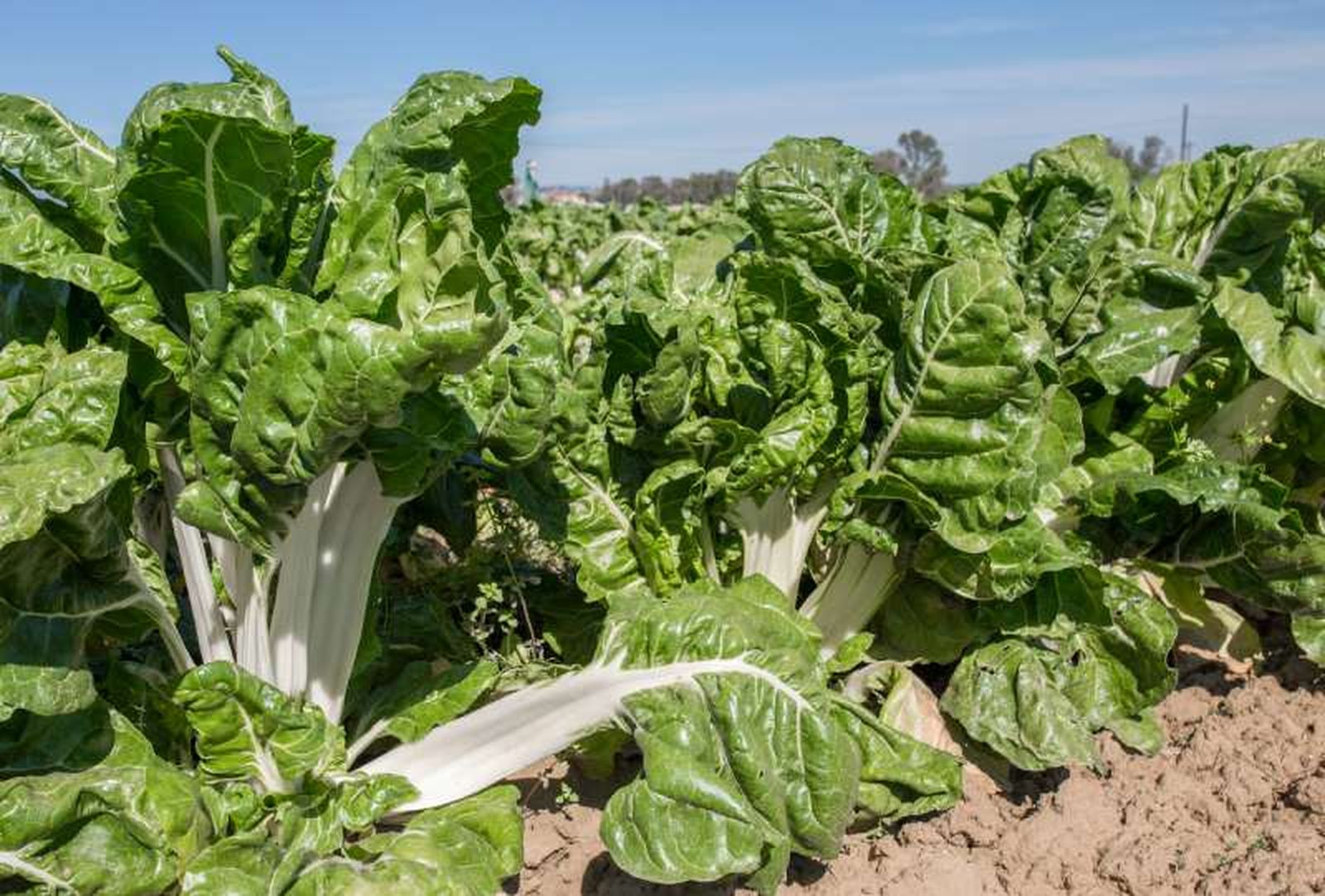 Acelgas en el huerto