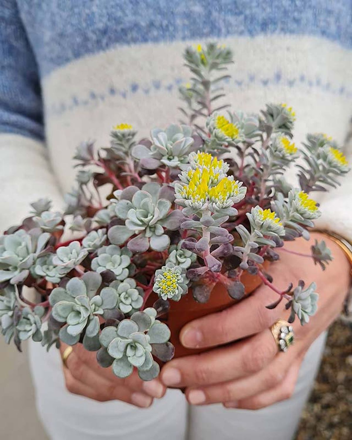 pruina capa blanquecina de los sedum plantadecor jardinatis