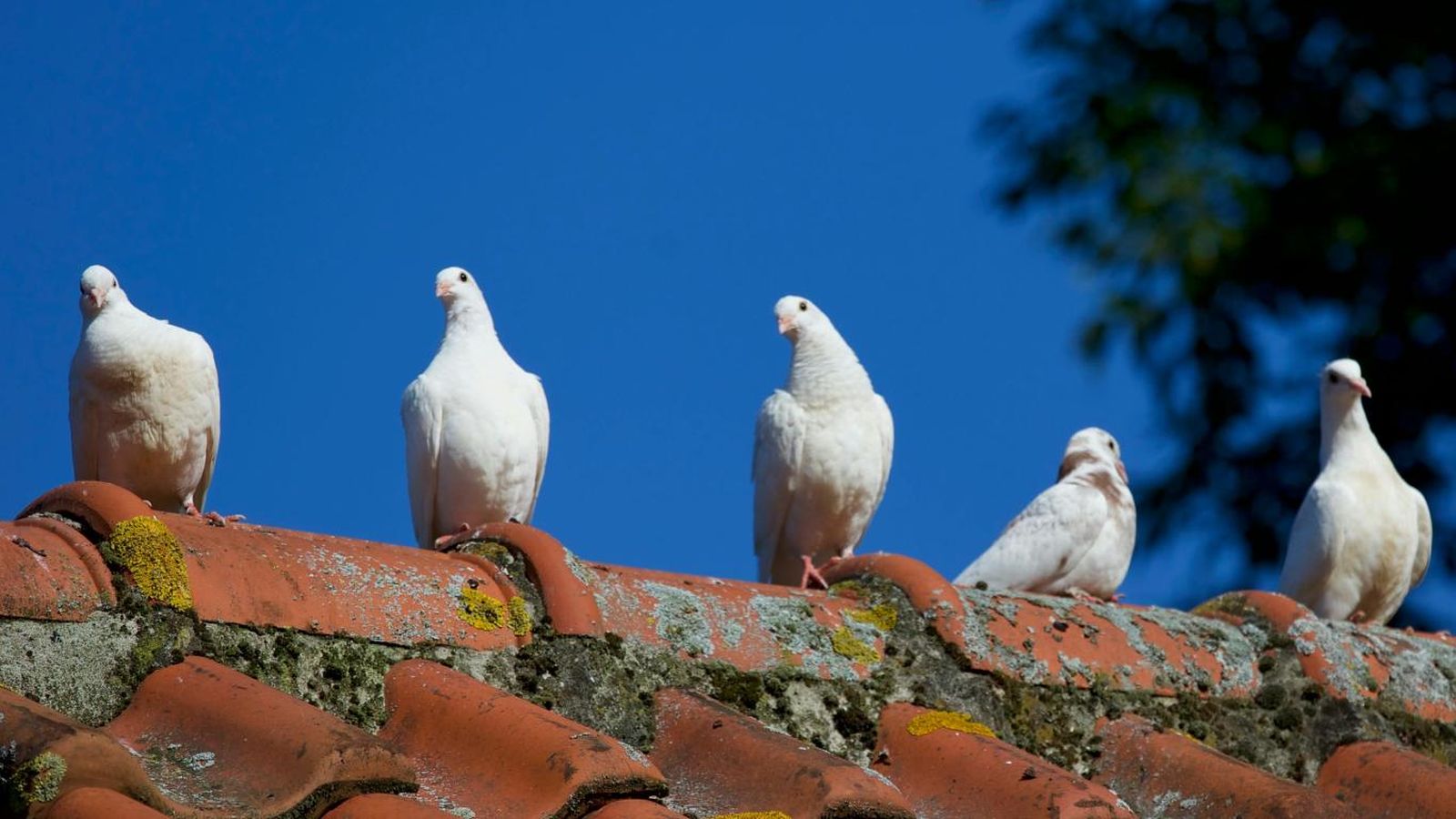Palomas en el tejado