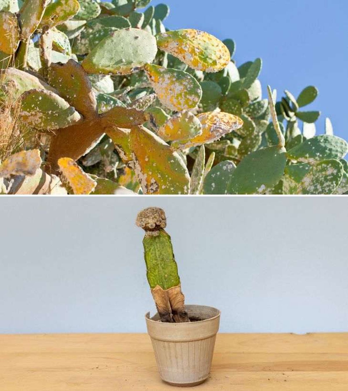 principales plagas enfermedades cactus plantas crasas