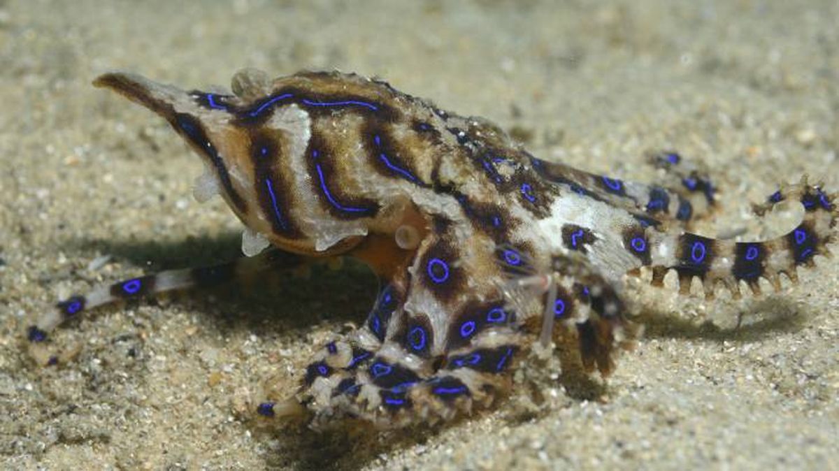 El pulpo de anillos azules inyecta veneno cuando se siente amenazado