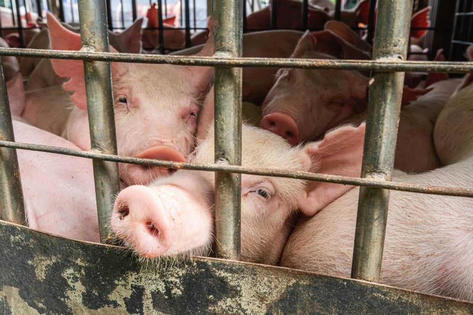 Los trastornos alimentarios son otro de los grandes problemas de aquellos animales que viven enjaulados. Los trastornos alimentarios son otro de los grandes problemas de aquellos animales que viven enjaulados.