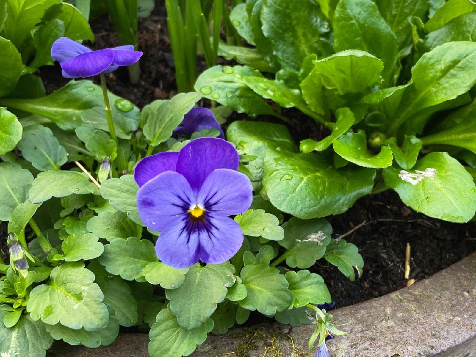Pensamiento o Viola × wittrockiana.