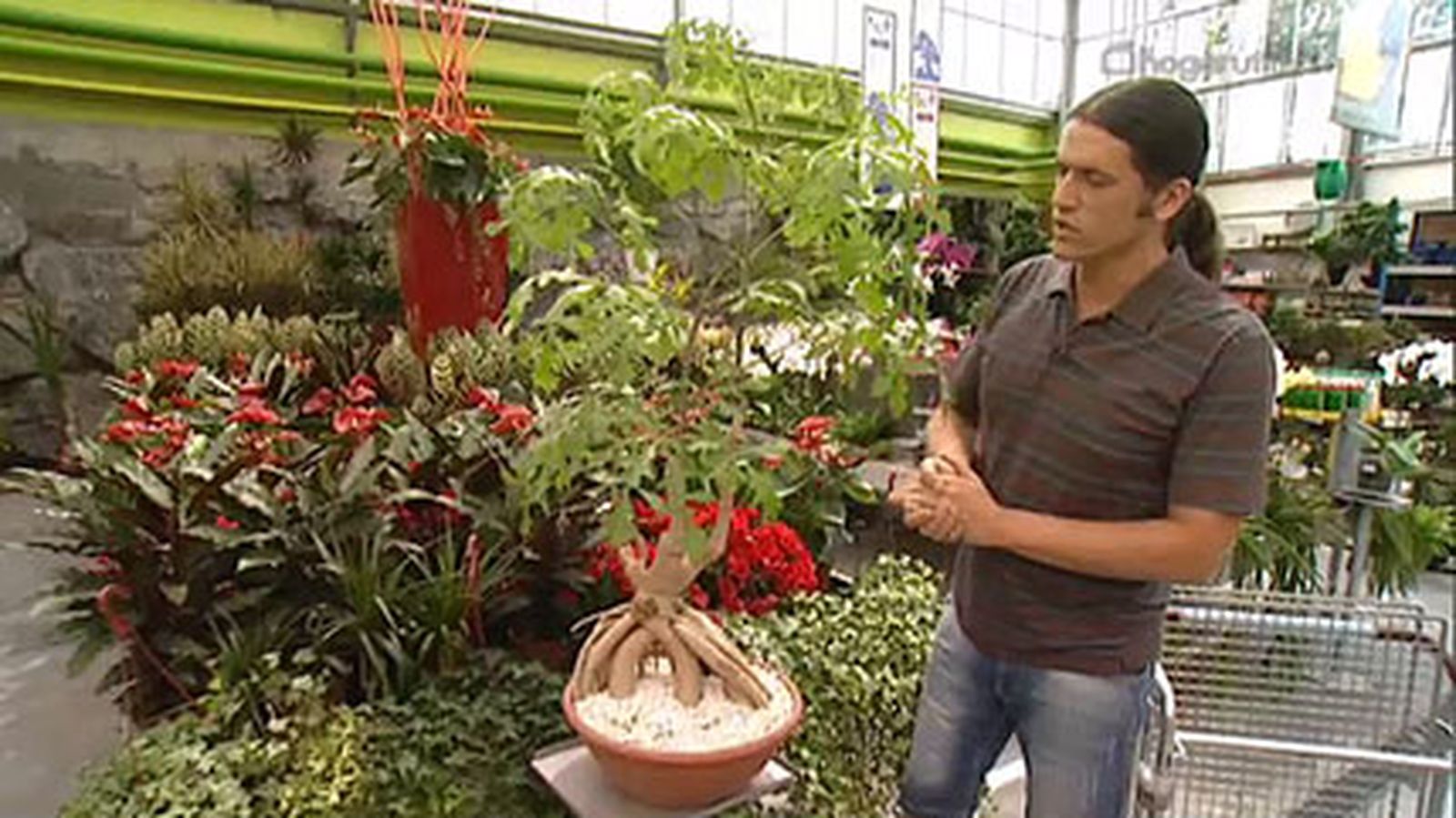 cussonia spicata v