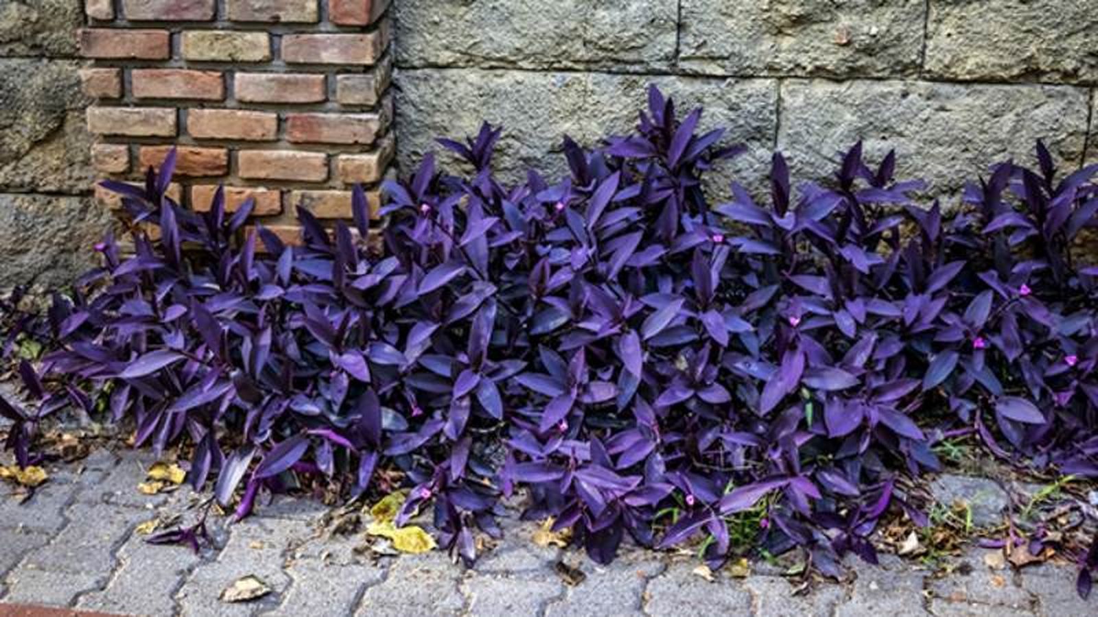 La Tradescantia pallida es una de las plantas más populares La Tradescantia pallida es una de las plantas más populares
