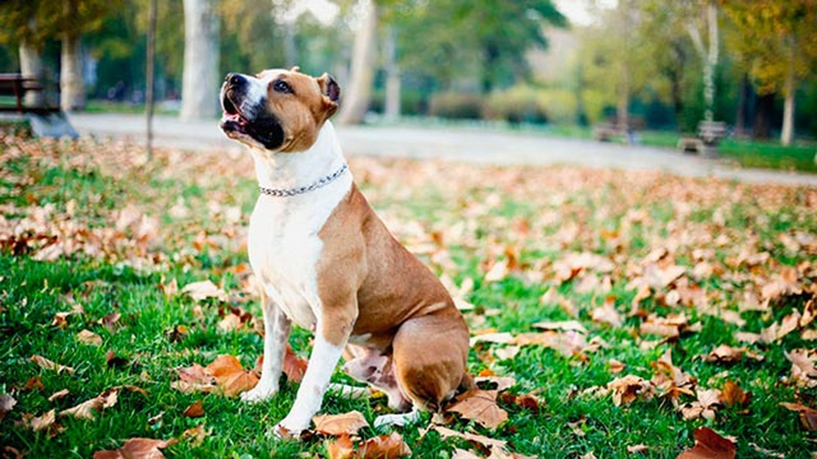 que pasa si mi perro muerde a una persona y le hiere que pasa si mi perro muerde a una persona y le hiere