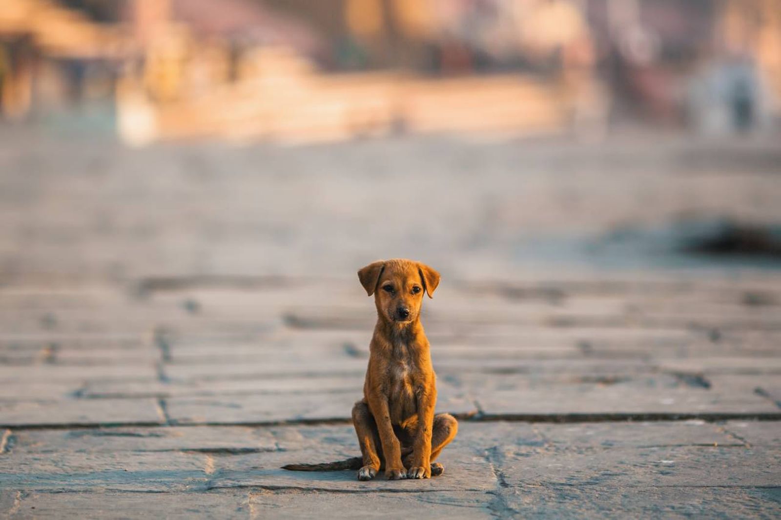 Mantén la calma y actúa rápidamente si tu perro ha desaparecido.