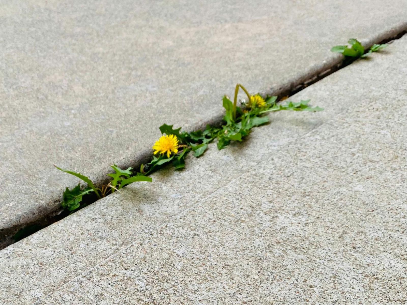 Diente de león en una grieta. Diente de león en una grieta.