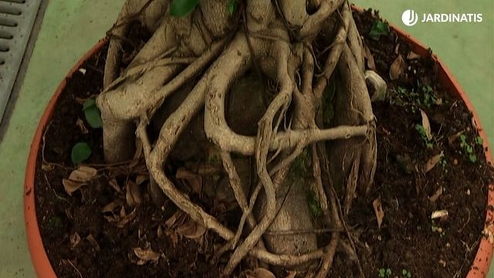 raices ficus microcarpa en maceta raices ficus microcarpa en maceta