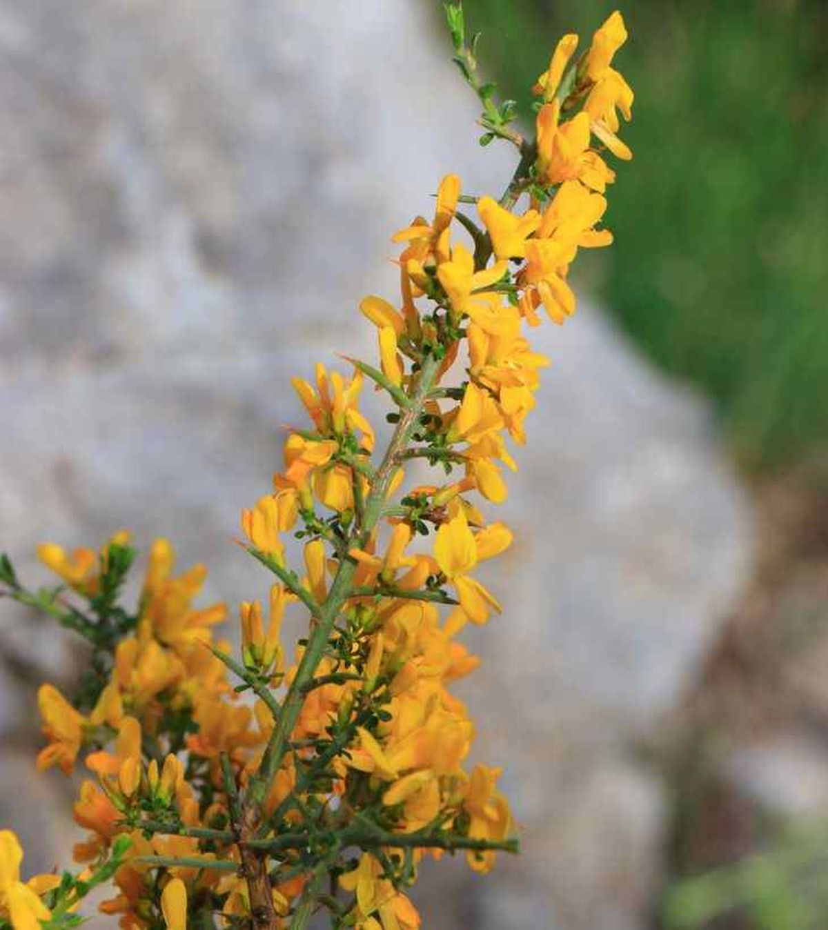 flor amarilla aliaga genista scorpius