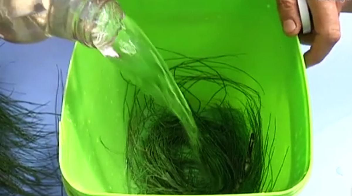 brico 709 jardin insecticidas ecologicos cola de caballo y agua