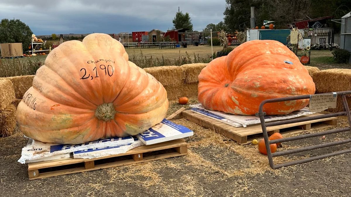 Las dos calabazas campeonas del concurso de Fort Collins (EE. UU.), con la ganadora de 2.190 libras, récord histórico en Colorado.