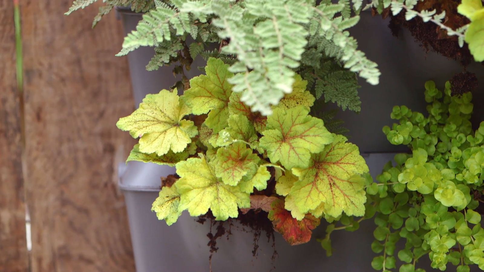 brico 955 3 jardin vertical pared norte plantas lysismachia brico 955 3 jardin vertical pared norte plantas lysismachia