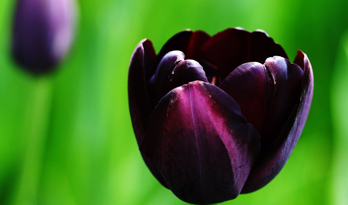 Tulipa Queen of night