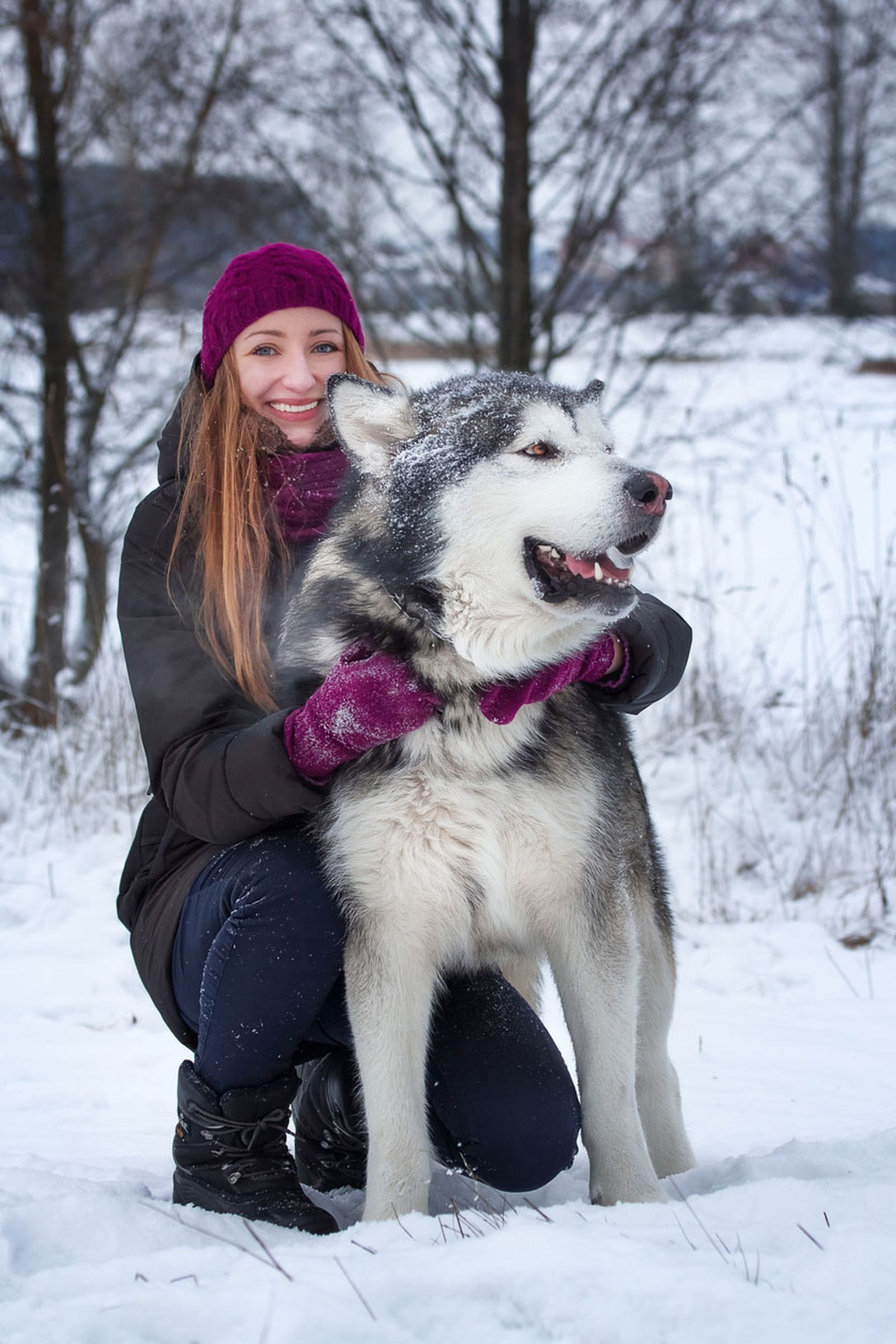 Alaskan malamute ficha Alaskan malamute ficha