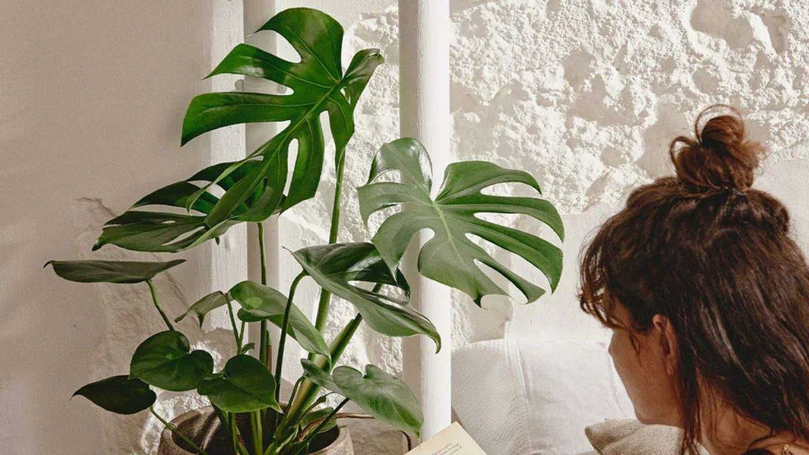 Monstera deliciosa