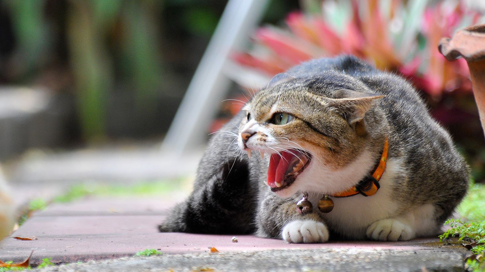 Descubre las claves para saber si tu gato se siente invadido