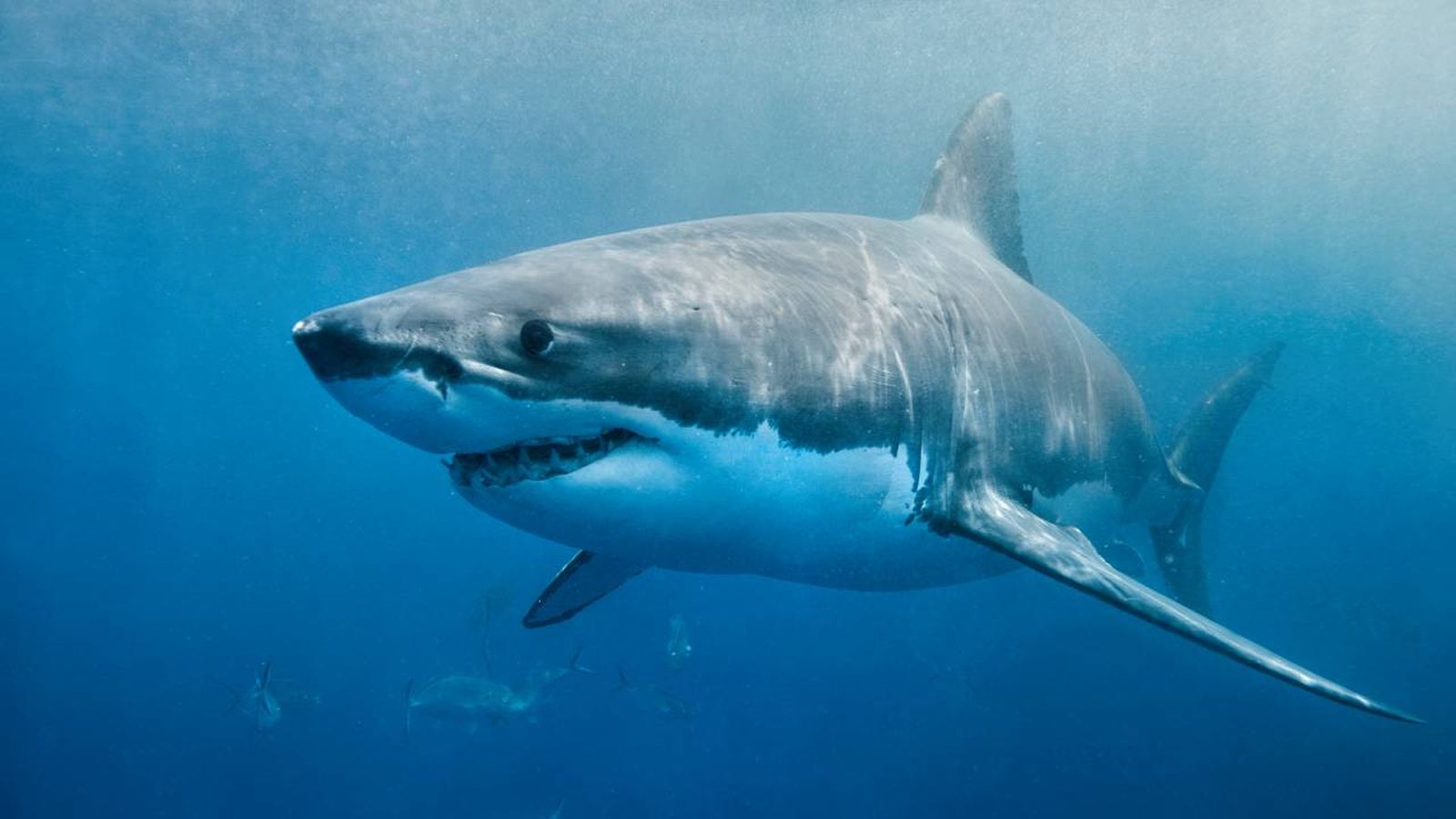 Un tiburón Jaquetón en el mar