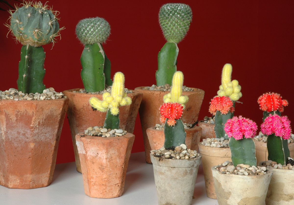 Composiciones con cactus injertados 8