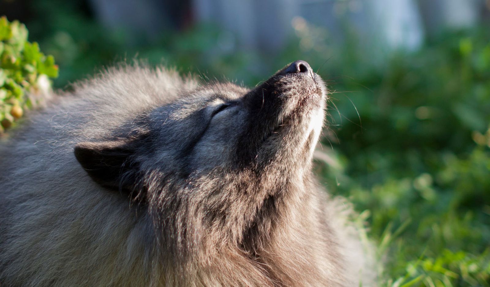 keeshond wolfspitz