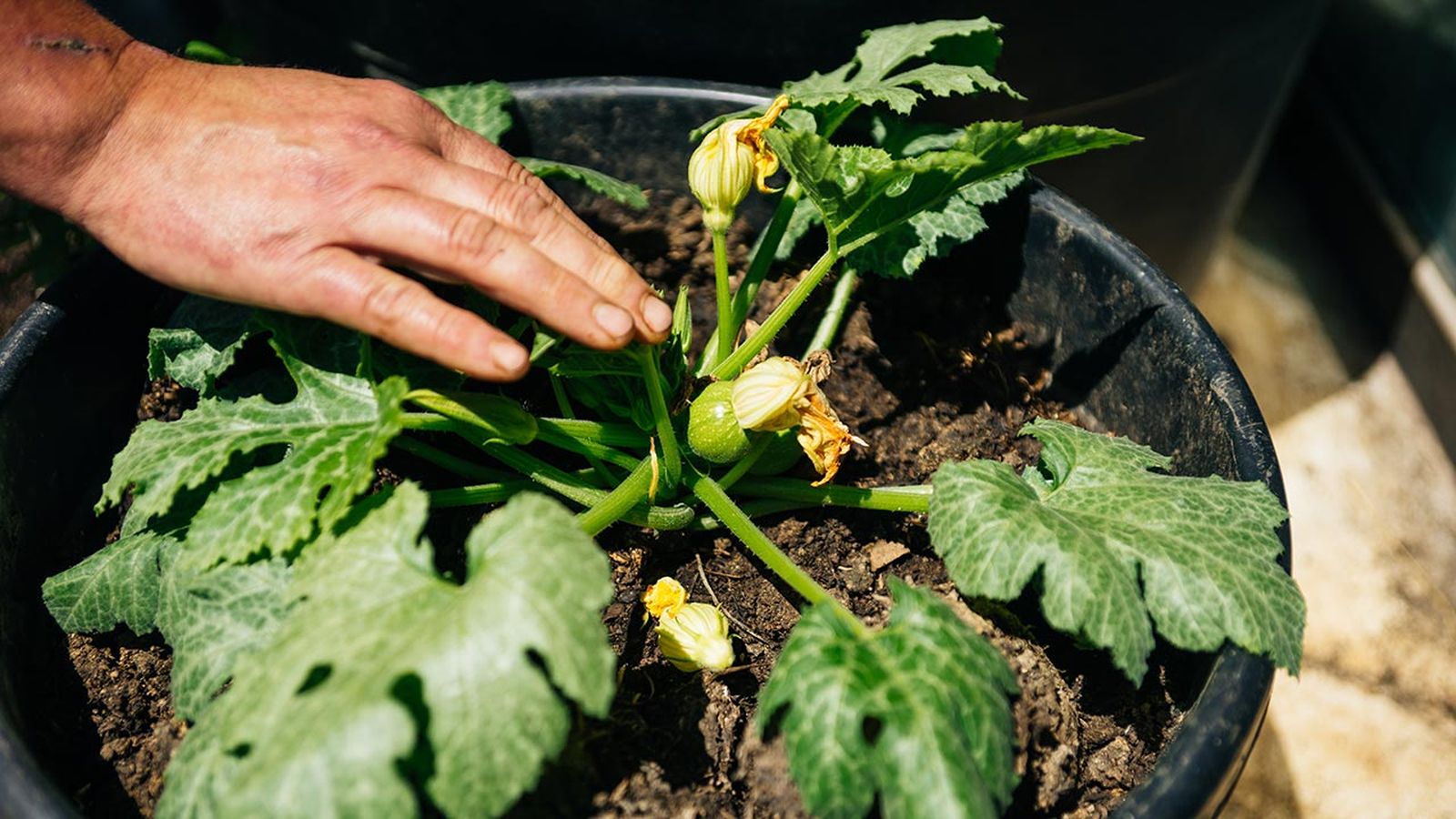 brico 999 huerto urbano calabacin