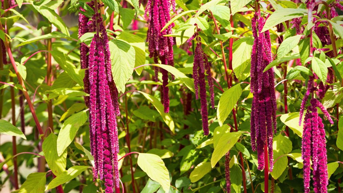 El amaranto es una opción muy versátil para la cocina