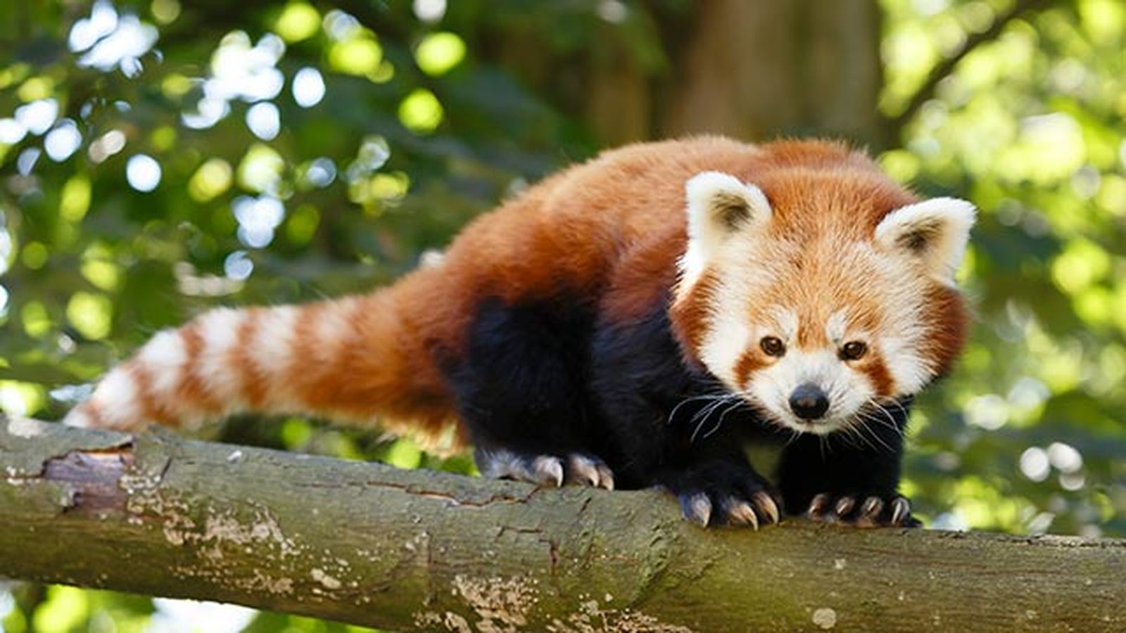 panda rojo rama