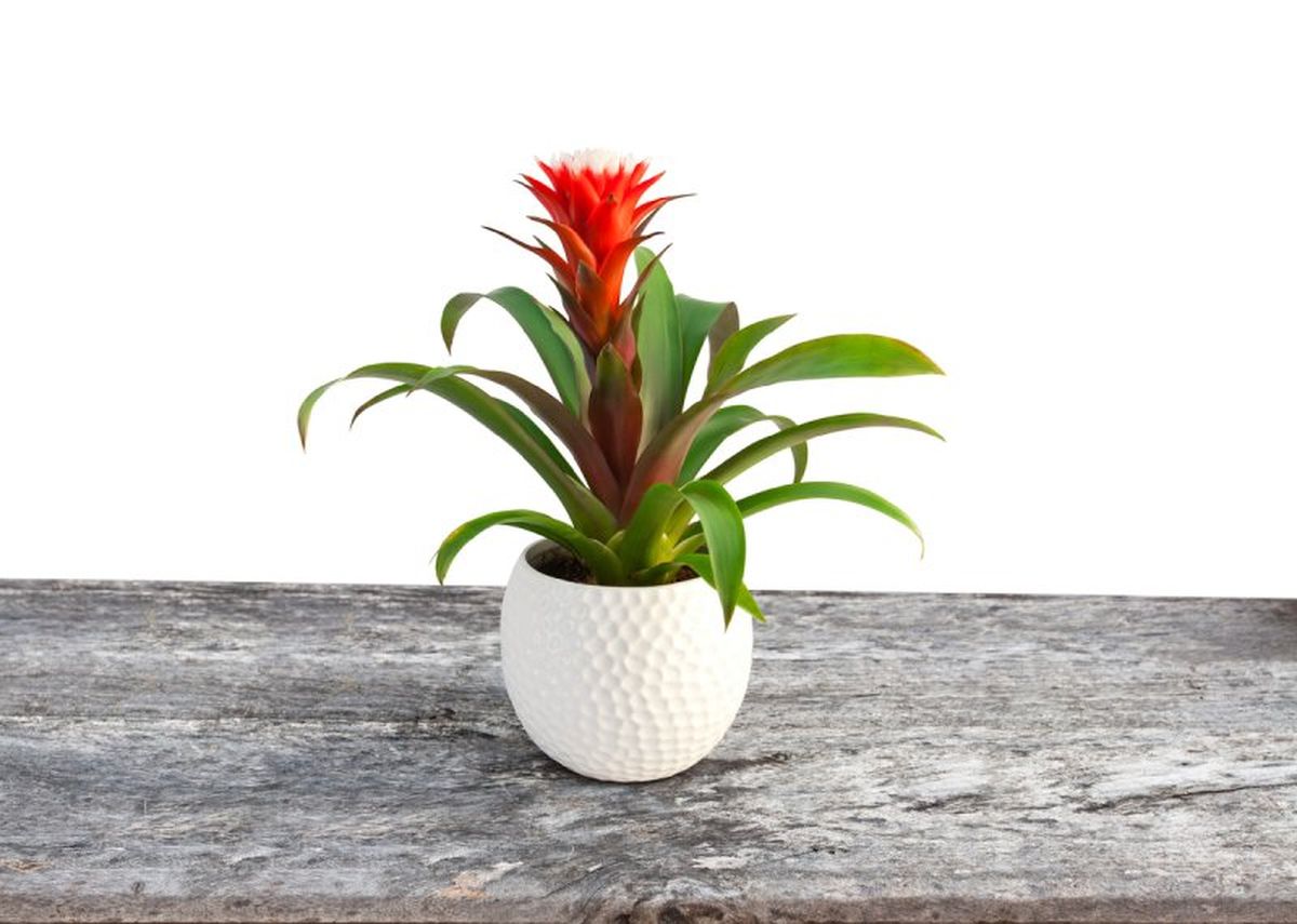La guzmania es una bromelia perfecta para regalar.