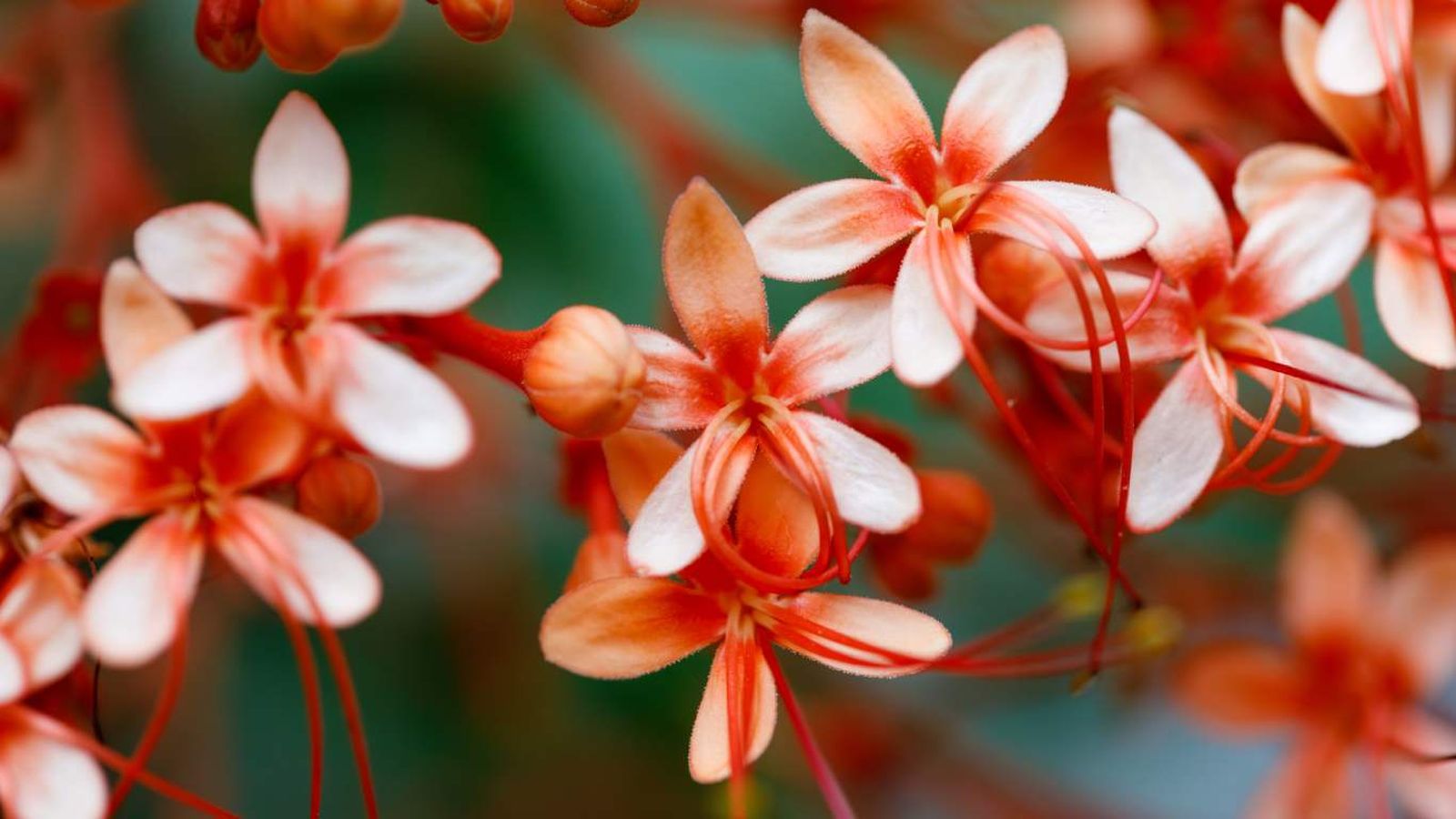 Clerodendrum paniculatum