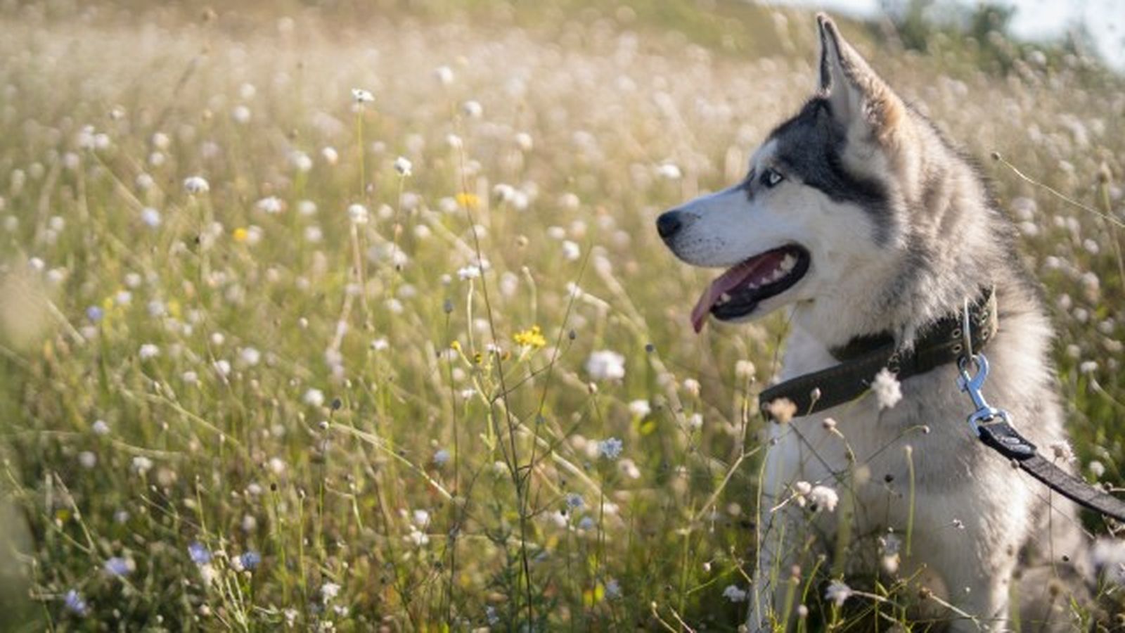husky siberiano 11 husky siberiano 11