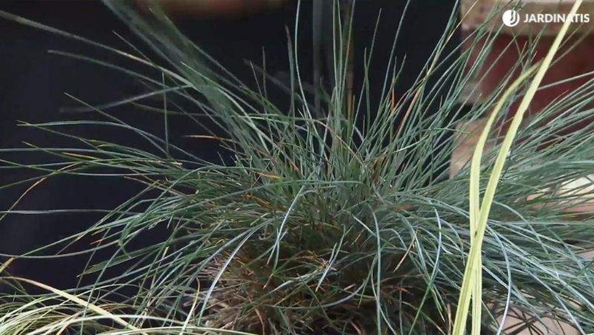 Festuca glauca