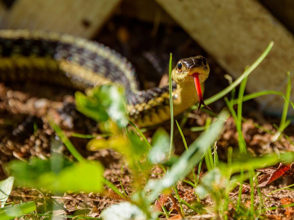 Puedes intentar espantarla rociándola con agua, empleando una manguera.