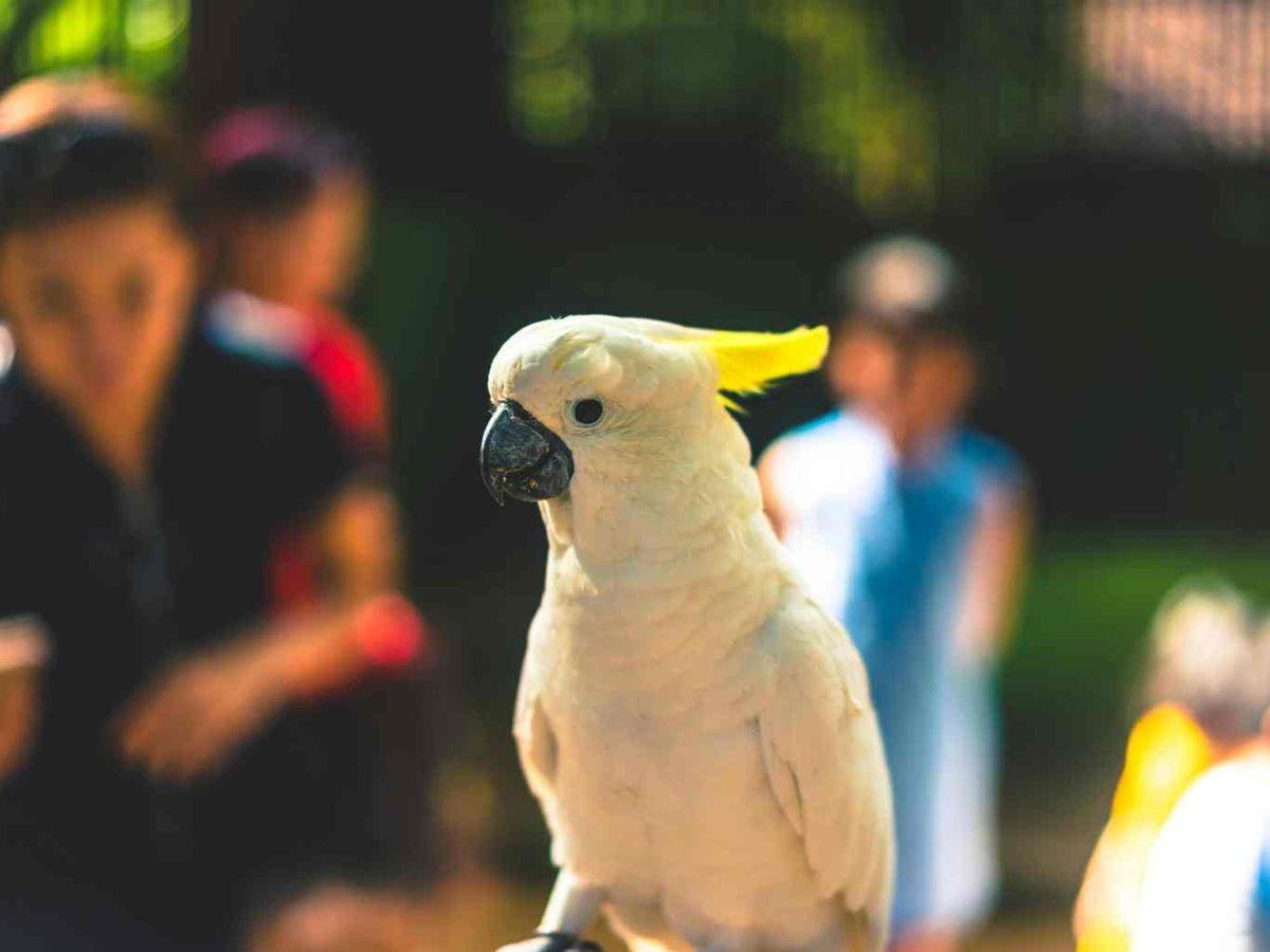 Cacatua sulphurea citrinocristata.