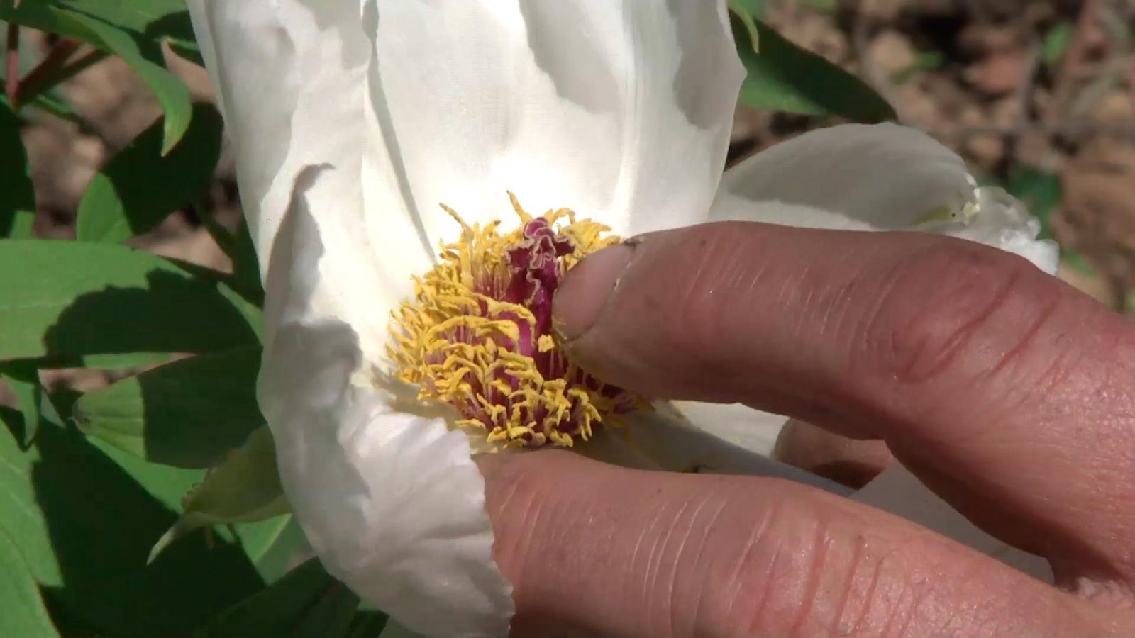 Peonías arbóreas, características y reproducción 2