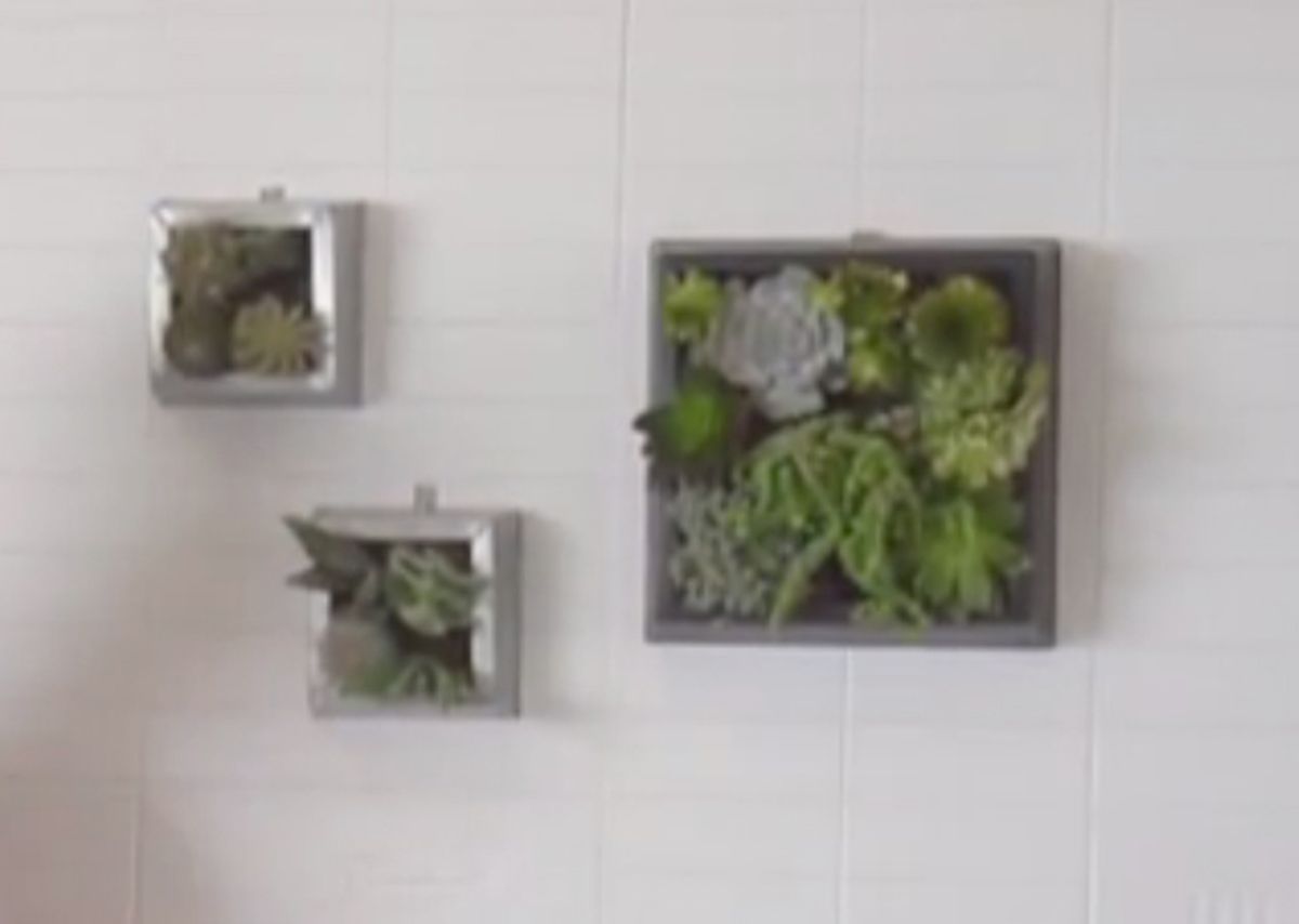 Hacer un cuadro con suculentas 3