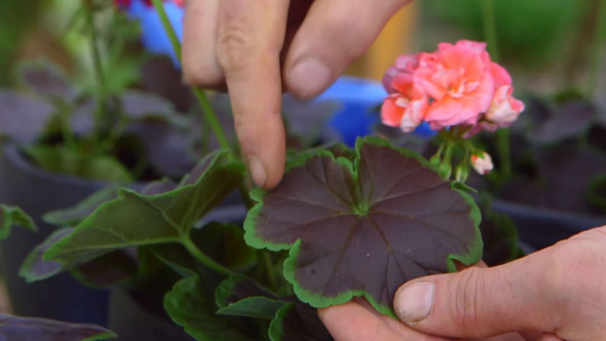 brico 0907 3 geranios para balcon geranio variedad matizada