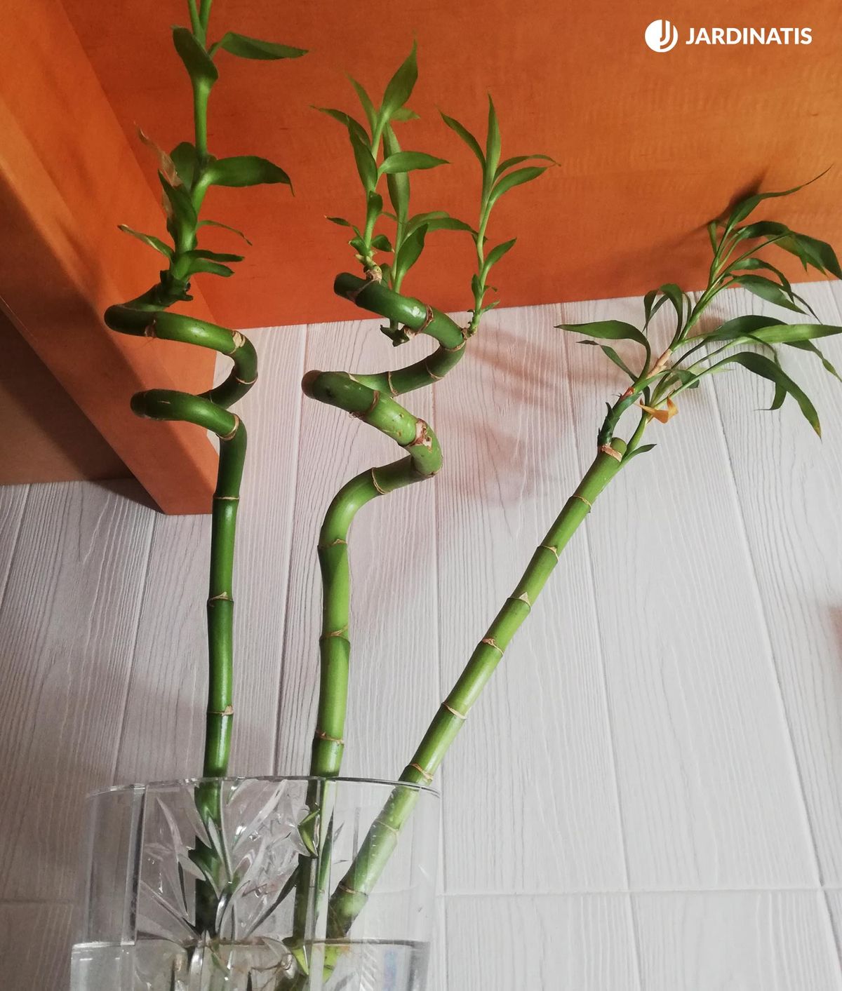 bambu de la suerte 1